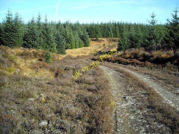 Photo 6"x4" Forest Track on Garleffin Hill Loch Farroch c2009