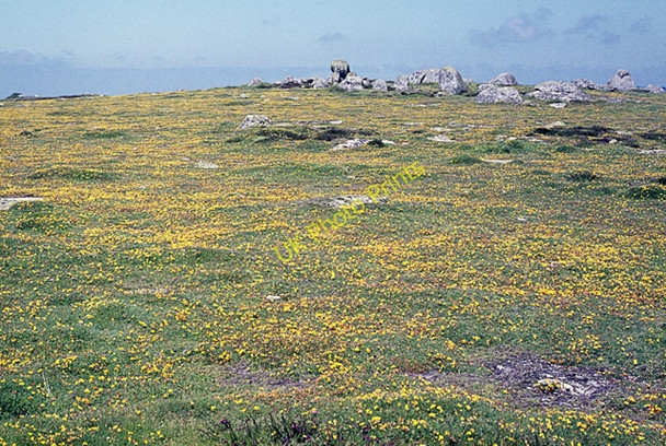 Photo 6"x4" Flower-rich grassland, Wingletang Down, St Agnes, Scilly Hugh Town c1972