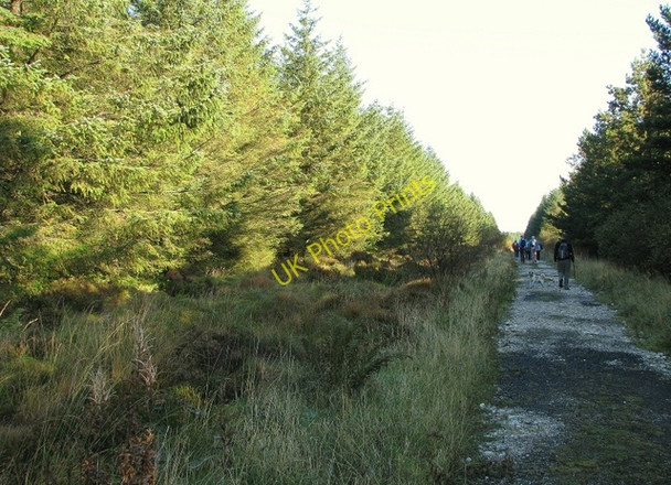 Photo 6"x4" Track, Glenariff Forest Park Martinstown\/D1314 c2009