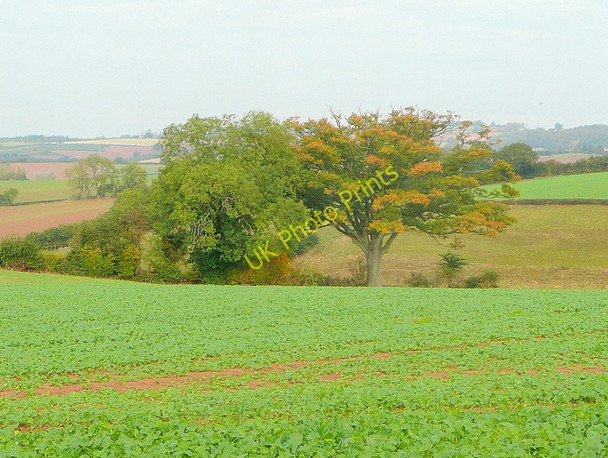 Photo 6"x4" Young rape and autumn colour Kingstone\/SO6324 c2009