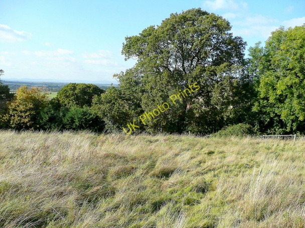 Photo 6"x4" The Warren and Shetcombe Wood Greet\/SP0230 c2009