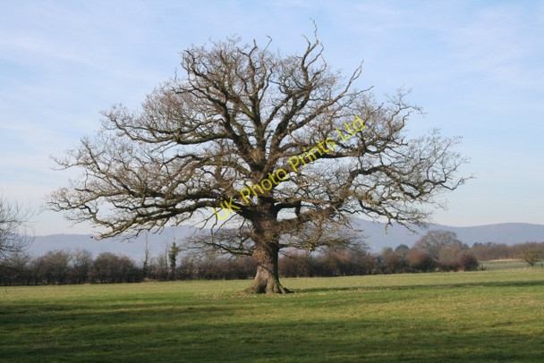 Photo 6"x4" Standard Oak Tree The Hook c2008