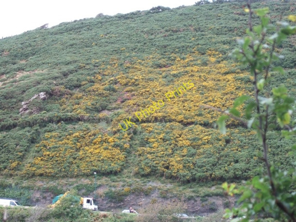 Photo 6"x4" Gorse above Solva Lower Solva c2009