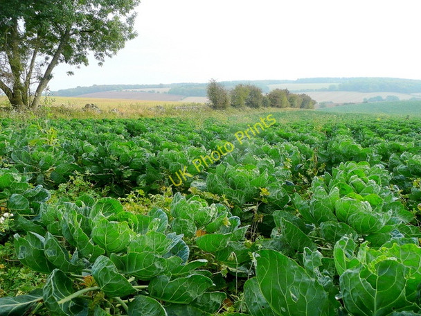 Photo 6"x4" Brussels Sprouts on the Cotswolds Taddington\/SP0831 c2009