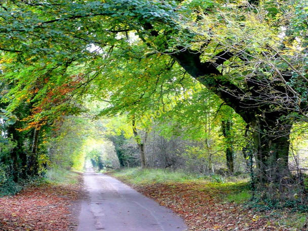 Photo 6"x4" Lane to Taddington Taddington\/SP0831 c2009