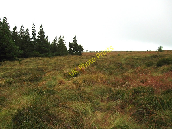 Photo 6"x4" Forest Corner Camross c2009