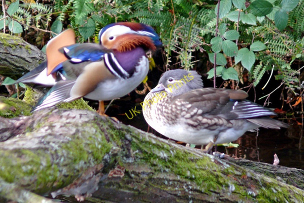 Photo 6"x4" A pair of Mandarin ducks Marple c2009