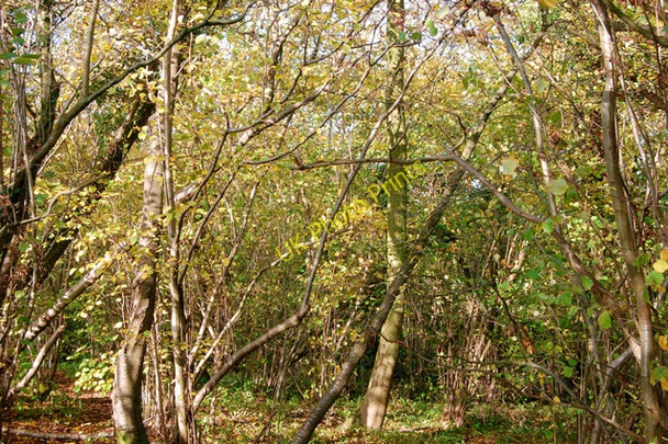 Photo 6"x4" Sunlight and shade in Ufton Wood Bascote Heath c2009