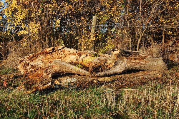 Photo 6"x4" Rotting log beside a hedge west of Broadwell Broadwell\/SP4565 c2009