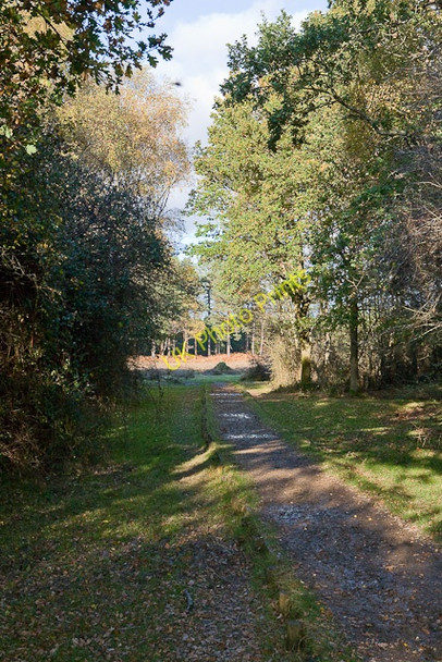 Photo 6"x4" Causeway approaching Poundhill Heath North Weirs c2009