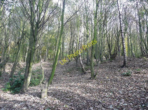 Photo 6"x4" Woodland off Old Bank, Halifax Halifax c2009
