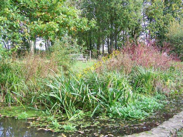 Photo 6"x4" Pond, Trent Gore\/ST5918 c2009