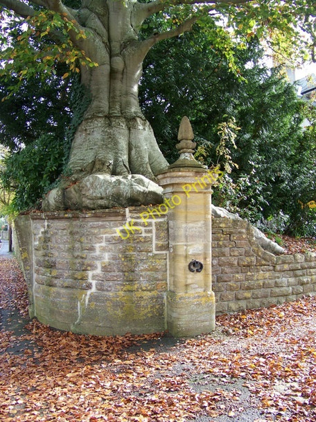 Photo 6"x4" Tree, Bradford Abbas Bradford Abbas c2009