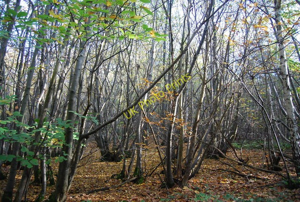 Photo 6"x4" Coppiced trees, Moat Wood Nettlestead\/TQ6852 c2009