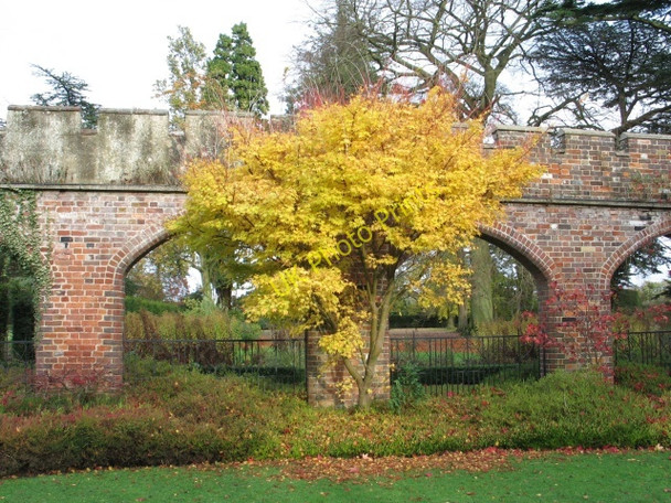 Photo 6"x4" Ashridge House - Gardens Little Gaddesden c2009