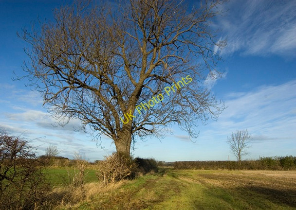 Photo 6"x4" Oak near Hayton Burnby c2009
