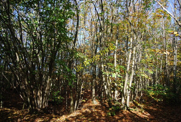 Photo 6"x4" Coppiced trees by Swanton Rd Gover Hill c2009