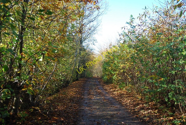 Photo 6"x4" Swanton Rd through Hurst Wood Gover Hill c2009