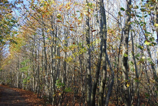 Photo 6"x4" The edge of Hurst Wood, Swanton Rd Gover Hill c2009