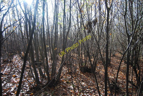 Photo 6"x4" Coppiced trees by Swanton Rd Gover Hill c2009