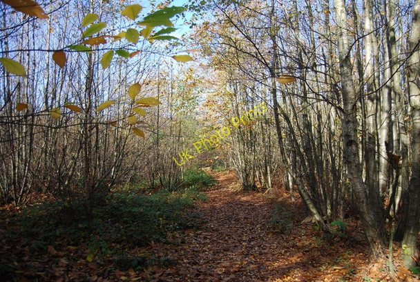 Photo 6"x4" Bridleway through Hurst Wood Gover Hill c2009