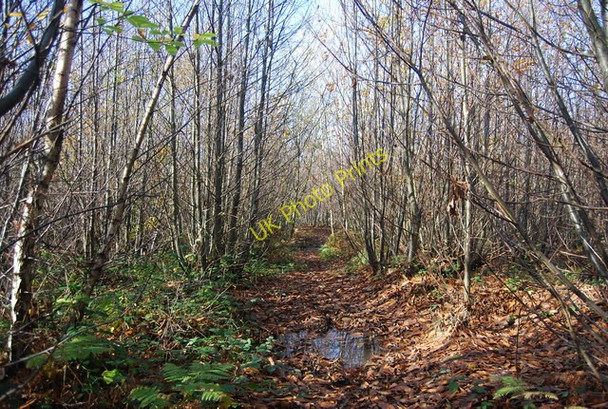 Photo 6"x4" Bridleway through Hurst Wood Hamptons c2009