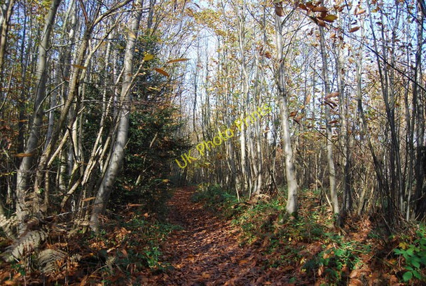 Photo 6"x4" The Wealdway, Hurst Wood Claygate Cross c2009