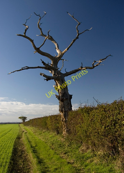 Photo 6"x4" South of Sproatley Sproatley c2009