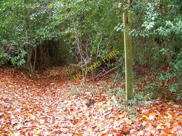 Photo 6"x4" Footpath, Whitmoor Vale Barford\/SU8537 c2009