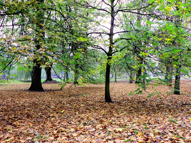 Photo 6"x4" Autumn in Bute Park - Cardiff Cardiff\/Caerdydd c2009