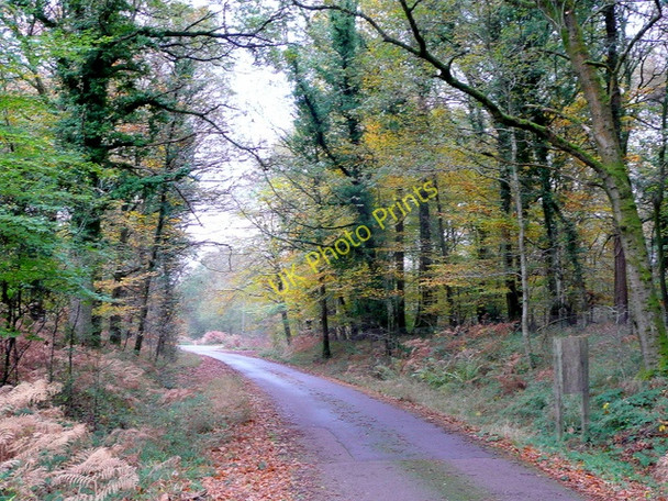 Photo 6"x4" Forest road Ruspidge c2009