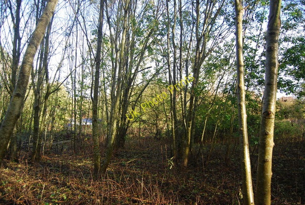 Photo 6"x4" Coppiced trees near Battle Battle\/TQ7416 c2009