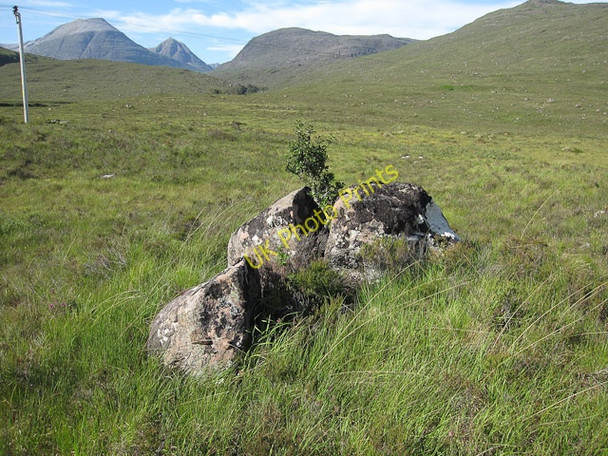 Photo 6"x4" Sheltered holly tree Bridge of Grudie c2009
