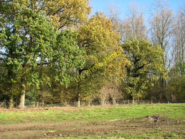 Photo 6"x4" Woodland east of Zig Zag Lane Kirstead Green c2009