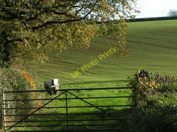 Photo 6"x4" Bees at Bunneford Cross Trinity\/SS9905 c2009