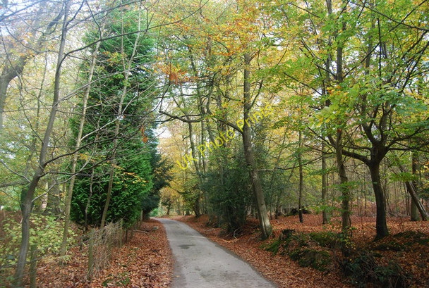 Photo 6"x4" The Wealdway, Five Hundred Acre Wood Chuck Hatch c2009