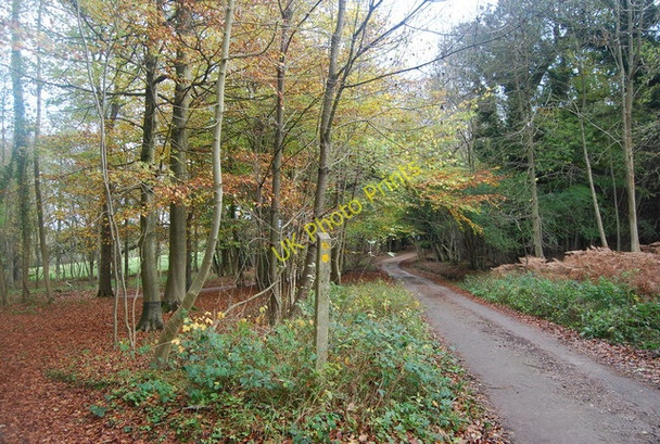 Photo 6"x4" Track \/ footpath junction, Five Hundred Acre Wood Friar's Gate c2009