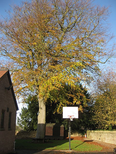 Photo 6"x4" Beech tree, Linton Village Hall Linton\/SO6625 c2009