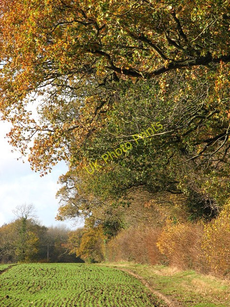 Photo 6"x4" Autumn colours on woodland\/field boundary Bracon Ash c2009