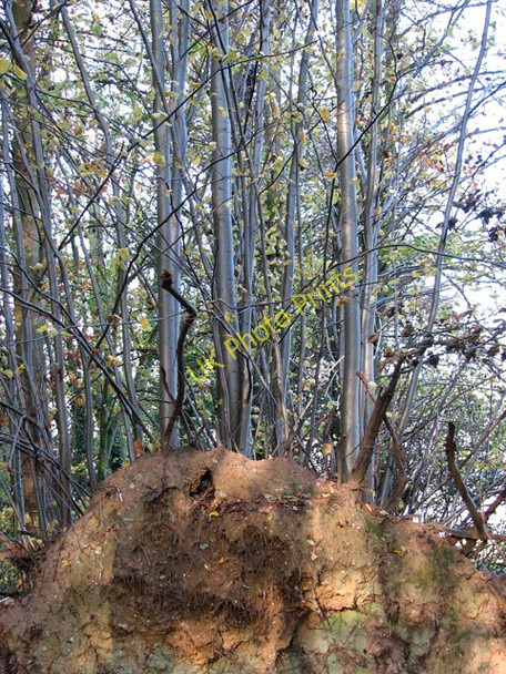 Photo 6"x4" An uprooted tree saving itself (detail) Swainsthorpe c2009