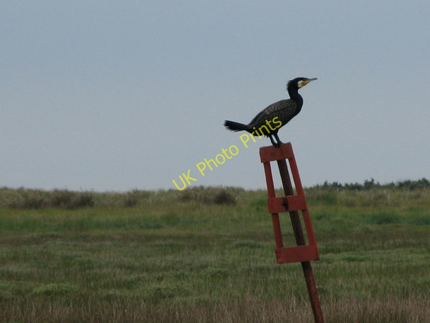 Photo 6"x4" Cormorant on a marker post Richborough Port c2009