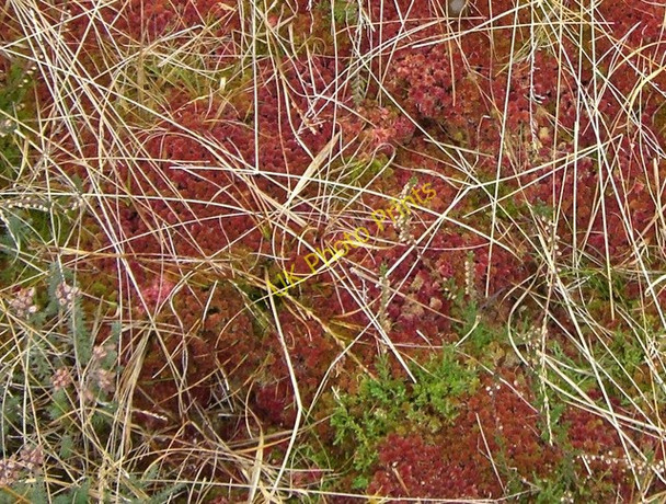 Photo 6"x4" Colourful moss and heather Meall a' Mhadaidh\/NH3037 c2009