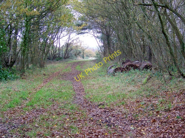 Photo 6"x4" Bridleway, Holt Heath Crooked Withies c2009
