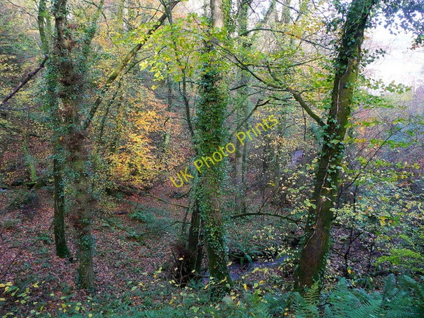 Photo 6"x4" Beech wood near Taddiport Great Torrington c2009