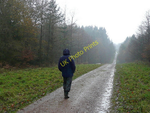 Photo 6"x4" A lovely day for a walk in the forest Cannop c2009
