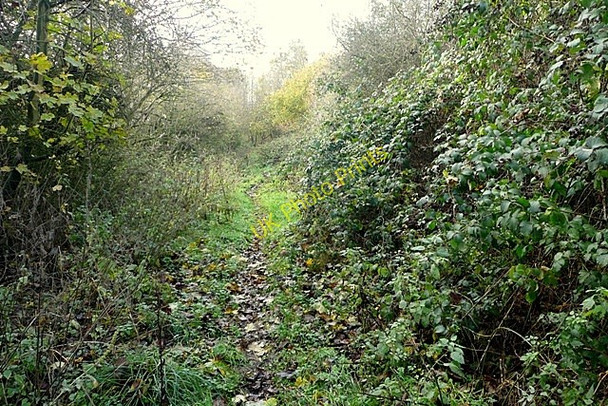 Photo 6"x4" Bridleway from Farnborough Farnborough\/SU4381 c2009