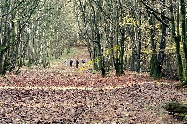 Photo 6"x4" Woodland ride near Farnborough Farnborough\/SU4381 c2009