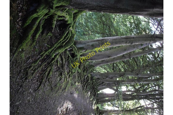 Photo 6"x4" Mossy roots Carlops c2009
