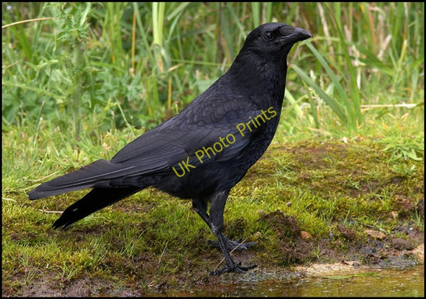 Photo 6"x4" Carrion Crow photographed from Meadow Hide Deepdale\/TL2049 c2007