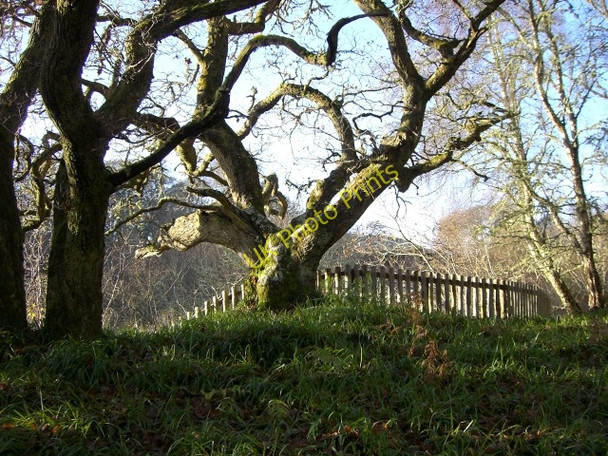 Photo 6"x4" Old tree - on the edge Backies\/NC8302 c2009